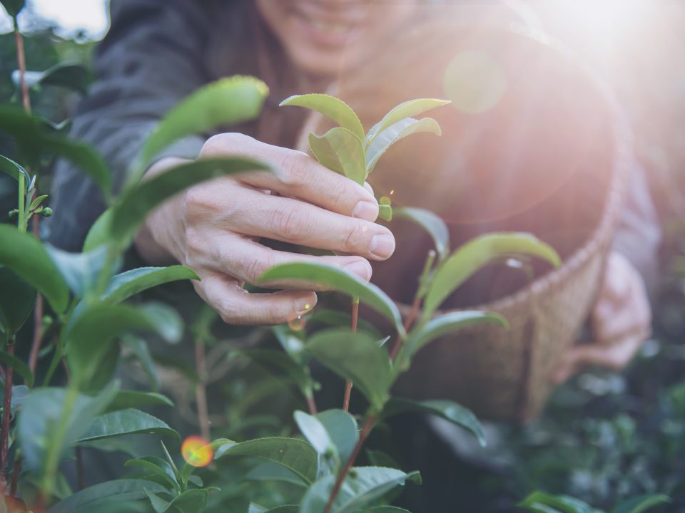 Imagen de una persona recolectando plantas que ayudan a prevenir los cálculos renales.