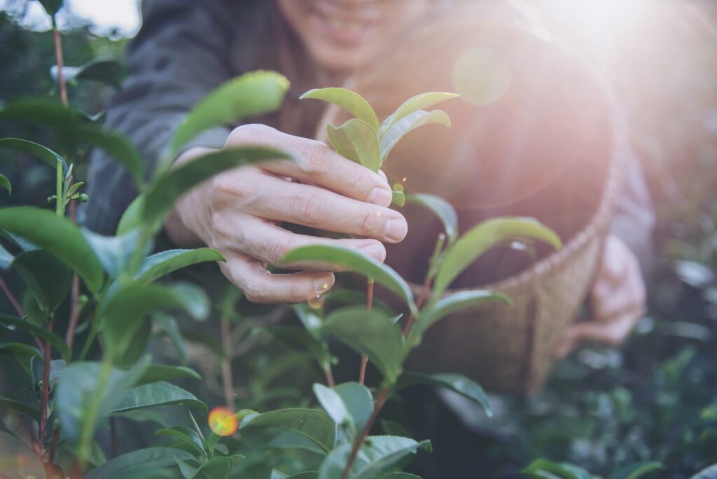 Imagen de una persona recolectando plantas que ayudan a prevenir los cálculos renales.